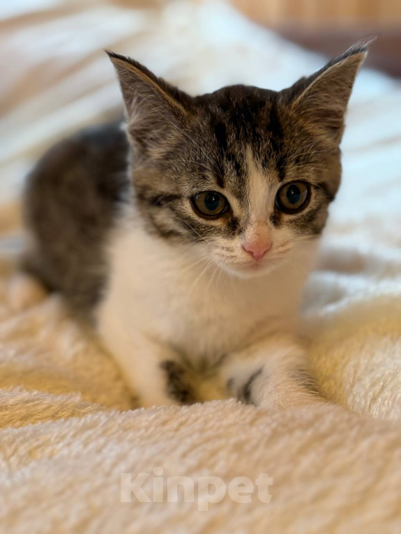 Кошки в Видном: Котёнок девочка ищет дом Девочка, Бесплатно - фото 4