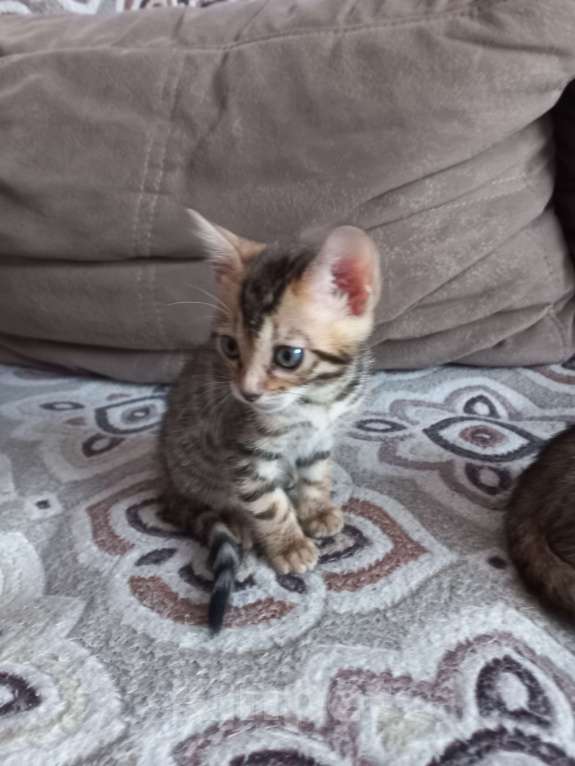 Кошки в Пензе: Бенгальские котята Девочка, 12 000 руб. - фото 2