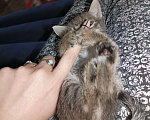 Кошки в Батайске: Чика Девочка, Бесплатно - фото 1