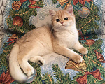 Кошки в Касимове: Британец., 100 руб. - фото 2