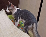 Кошки в Ачинске: Донской сфинкс продам, 100 руб. - фото 3