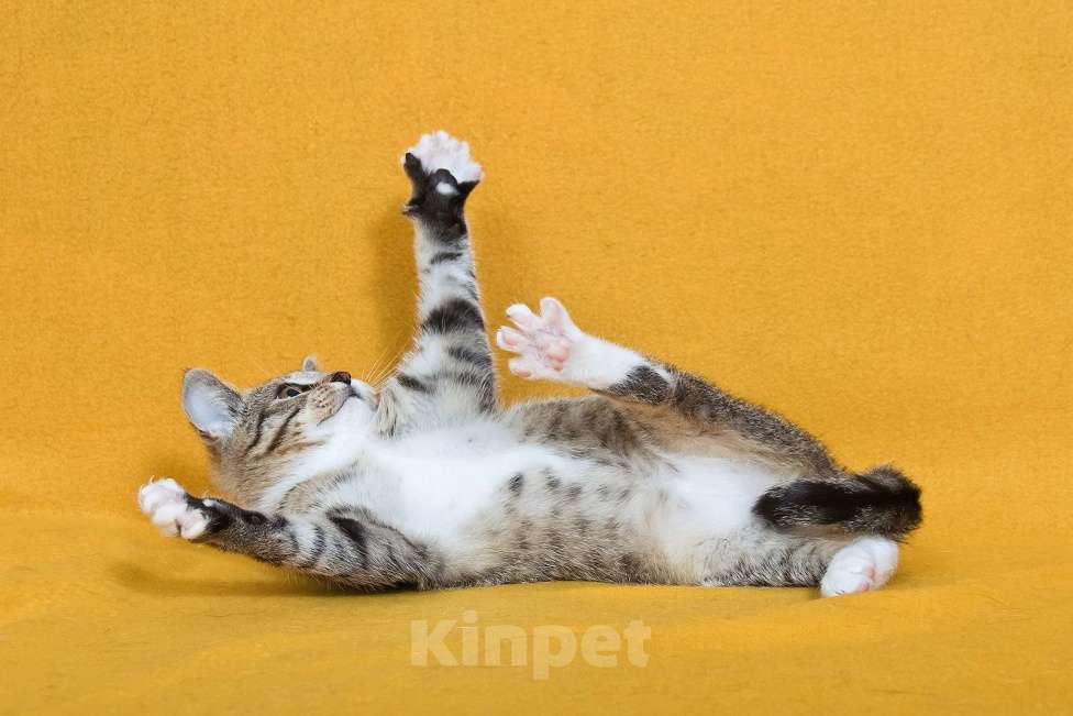 Кошки в других городах Московской области: Шурик - котенок-созерцатель Мальчик, Бесплатно - фото 7