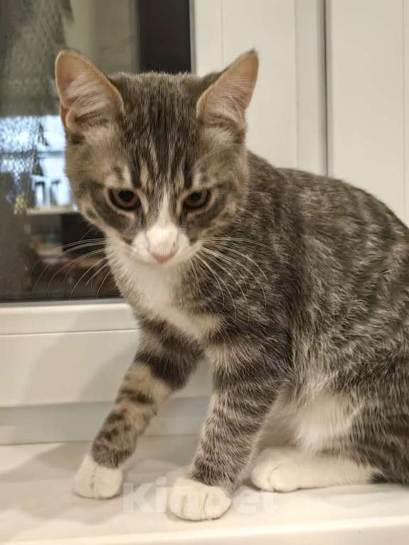 Кошки в Москве: Котёнок бесплатно Мальчик, Бесплатно - фото 4