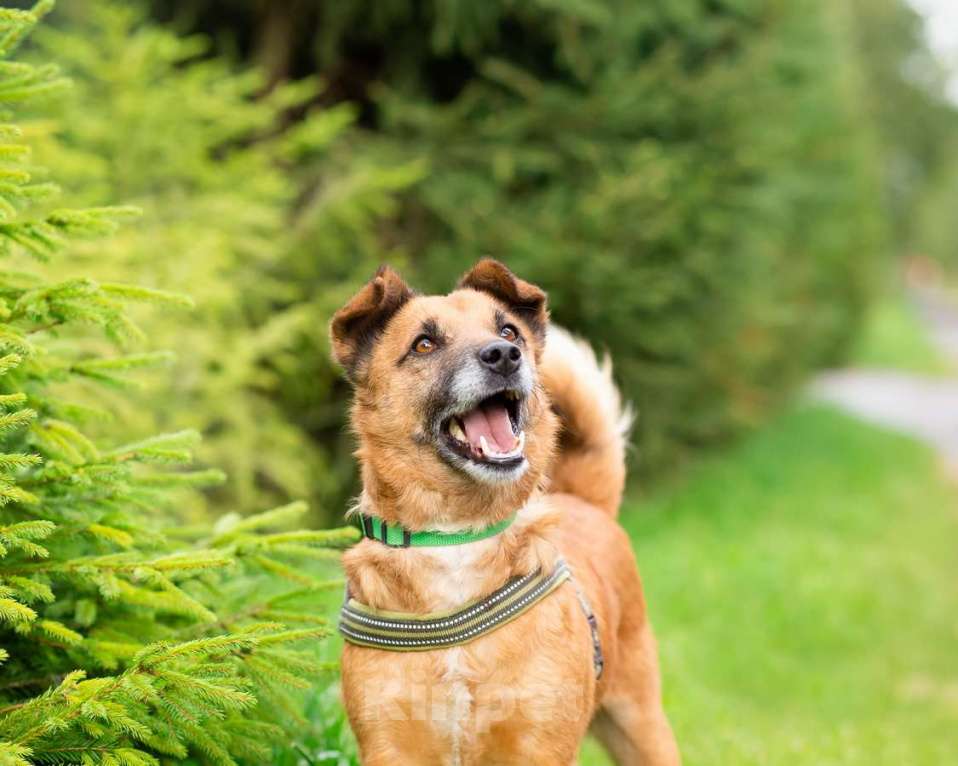 Собаки в Санкт-Петербурге: Маленький хорошенький пёс Мальчик, Бесплатно - фото 8