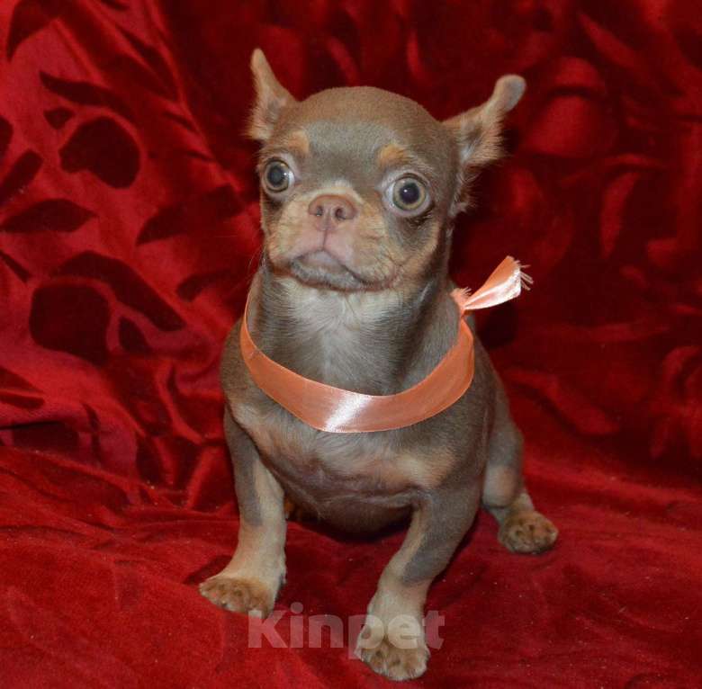 Собаки в Санкт-Петербурге: Девочка лилово подпалая, яркая красавица. Девочка, 65 000 руб. - фото 7