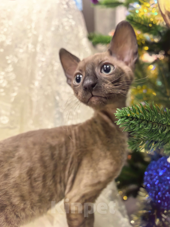 Кошки в других городах Тульской области: Жгучий шатен, разбивающий сердца Мальчик, 50 000 руб. - фото 4