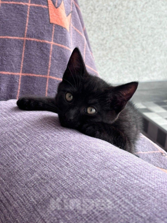 Кошки в Москве: Котенок девочка ищет дом Девочка, Бесплатно - фото 5