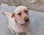Собаки в других городах Краснодарского края: Пропал Лабрадор Мальчик, Бесплатно - фото 2