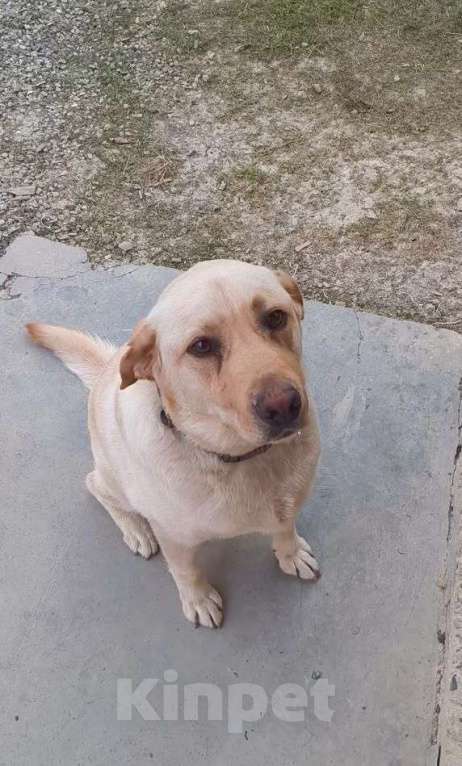 Собаки в других городах Краснодарского края: Пропал Лабрадор Мальчик, Бесплатно - фото 2