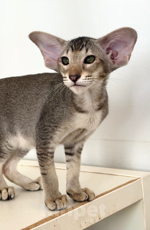 Кошки в Санкт-Петербурге: Девочка Девочка, Бесплатно - фото 1