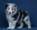 Собаки в Воронеже: Австралийская овчарка аусси щенок Девочка, 95 000 руб. - фото 3