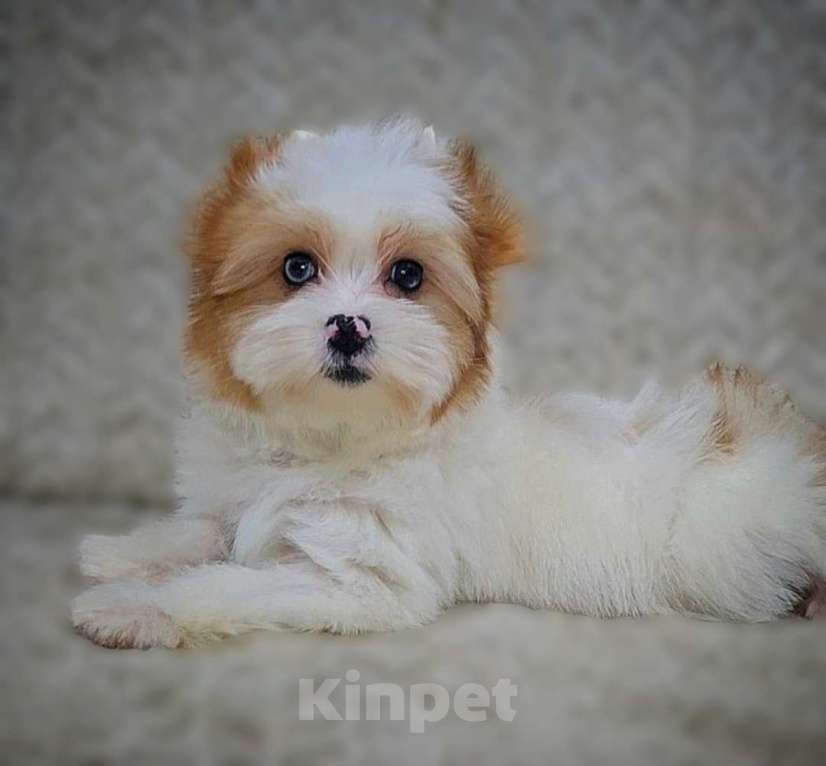 Собаки в Москве: Мальчик Голдберри Диамонд Мальчик, 35 000 руб. - фото 3