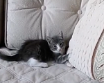 Кошки в Москве: Маленькая кошечка ищет любящий дом 🐱 Девочка, 200 руб. - фото 6