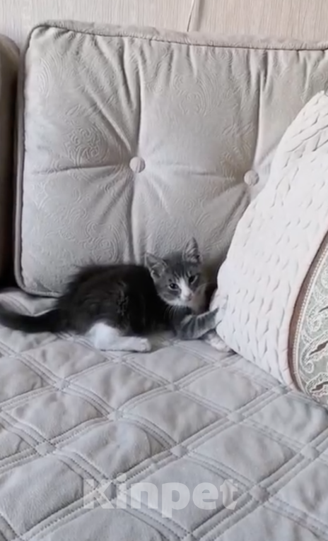 Кошки в Москве: Маленькая кошечка ищет любящий дом 🐱 Девочка, 200 руб. - фото 6