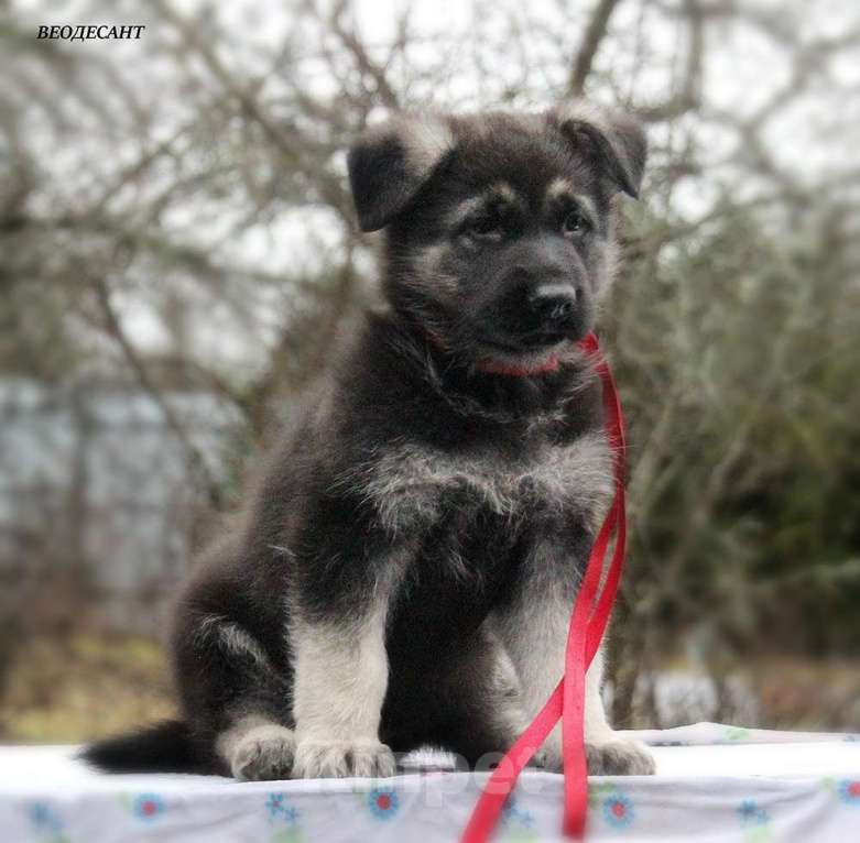 Собаки в Санкт-Петербурге: Урма Из Звёздного Десанта  Девочка, Бесплатно - фото 1