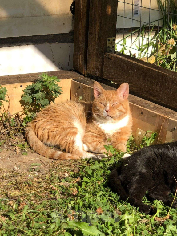 Кошки в Дмитрове: Выброшен, предан и никому не нужен. Мальчик, Бесплатно - фото 10