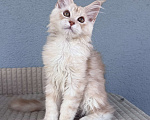 Кошки в Кудрово: Котенок мейн-кун, шейдед линия , в брид Мальчик, 80 000 руб. - фото 1