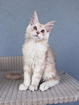 Котенок мейн-кун, шейдед линия , в брид