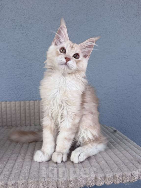 Кошки в Кудрово: Котенок мейн-кун, шейдед линия , в брид Мальчик, 80 000 руб. - фото 1