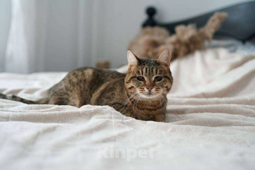 Кошки в Москве: Кошечка Соня ищет дом!  Девочка, Бесплатно - фото 5