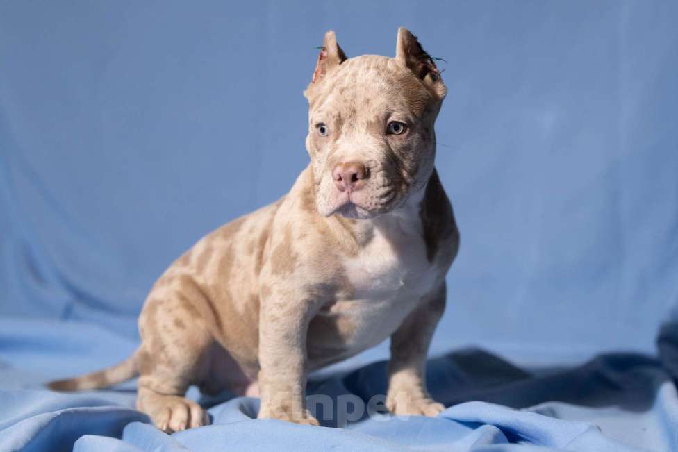 Собаки в Москве: Щенки Американского булли Мальчик, 150 000 руб. - фото 2