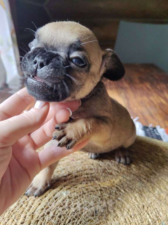 Собаки в Москве: Французский бульдог мальчик голубых кровей  Мальчик, 40 000 руб. - фото 5