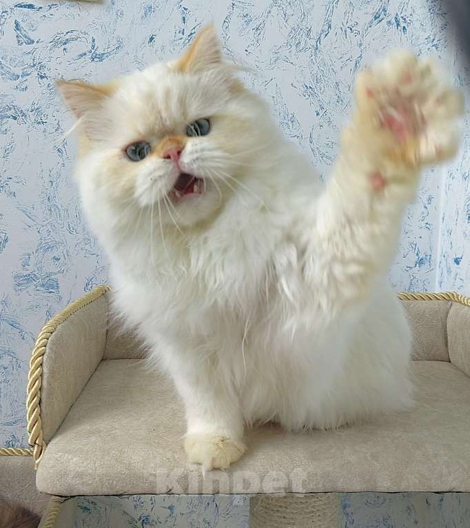 Кошки в Кисловодске: Nicole Девочка, 60 000 руб. - фото 7