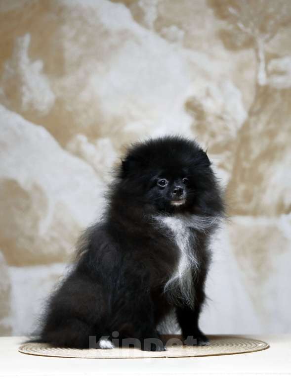 Собаки в Перми: Наоми Кэмбэлл Девочка, 60 000 руб. - фото 1