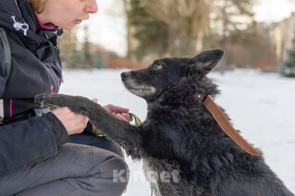 Собаки в Москве: Дина Девочка, Бесплатно - фото 3