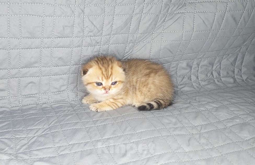 Кошки в Москве: Шотландские вислоухие котята Девочка, 70 000 руб. - фото 7