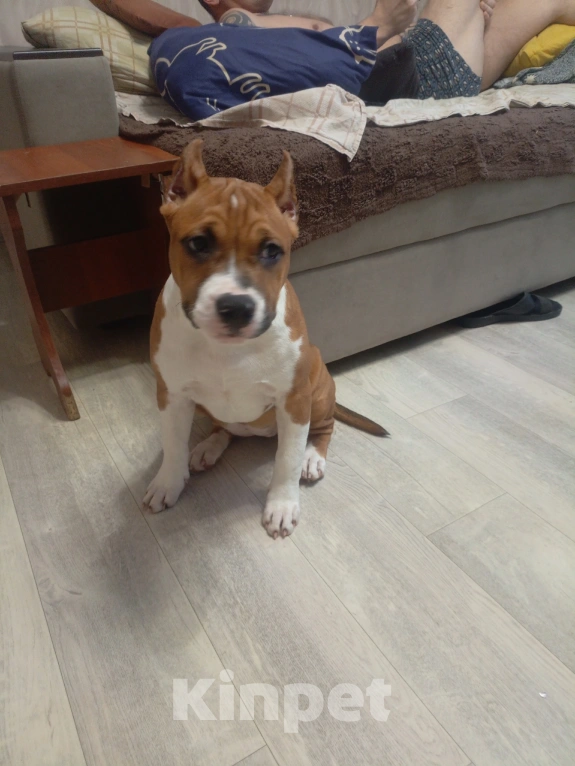 Собаки в Москве: Яркие красавцы амстаффа Девочка, 55 000 руб. - фото 2