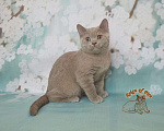 Кошки в Краснодаре: Британские котик Мальчик, Бесплатно - фото 4