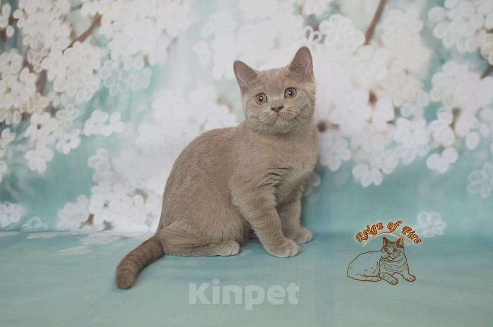 Кошки в Краснодаре: Британские котик Мальчик, Бесплатно - фото 4