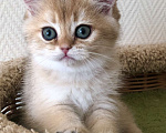 Кошки в Ковровом: Котёнок британской золотой шиншиллы  Мальчик, 50 000 руб. - фото 4