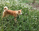 Собаки в Уфе: Потерялась АкитаИну рядом с  Лукошко на Первомайская 28. Девочка, Бесплатно - фото 1