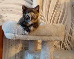 Кошки в Москве: Котёнок черепахового окраса Девочка, Бесплатно - фото 6