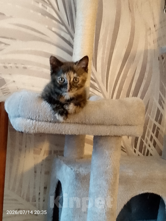 Кошки в Москве: Котёнок черепахового окраса Девочка, Бесплатно - фото 6