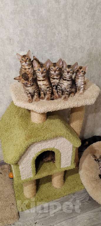 Кошки в Санкт-Петербурге: Бенгальские малыши Девочка, 25 000 руб. - фото 6