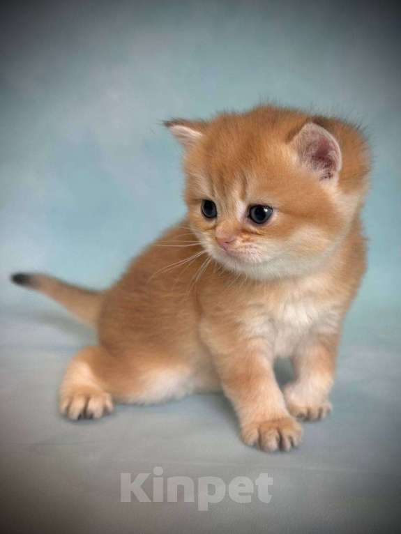 Кошки в Калуге: Британская золотая шиншилла Девочка, 45 000 руб. - фото 6