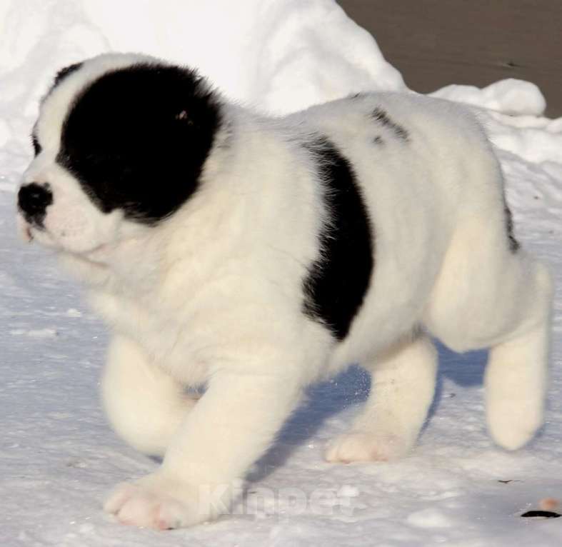 Собаки в Санкт-Петербурге: Щенки Алабая Мальчик, 80 000 руб. - фото 4
