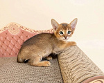 Кошки в Москве: абиссинская кошечка дикого окраса под резерв  Девочка, 85 000 руб. - фото 1