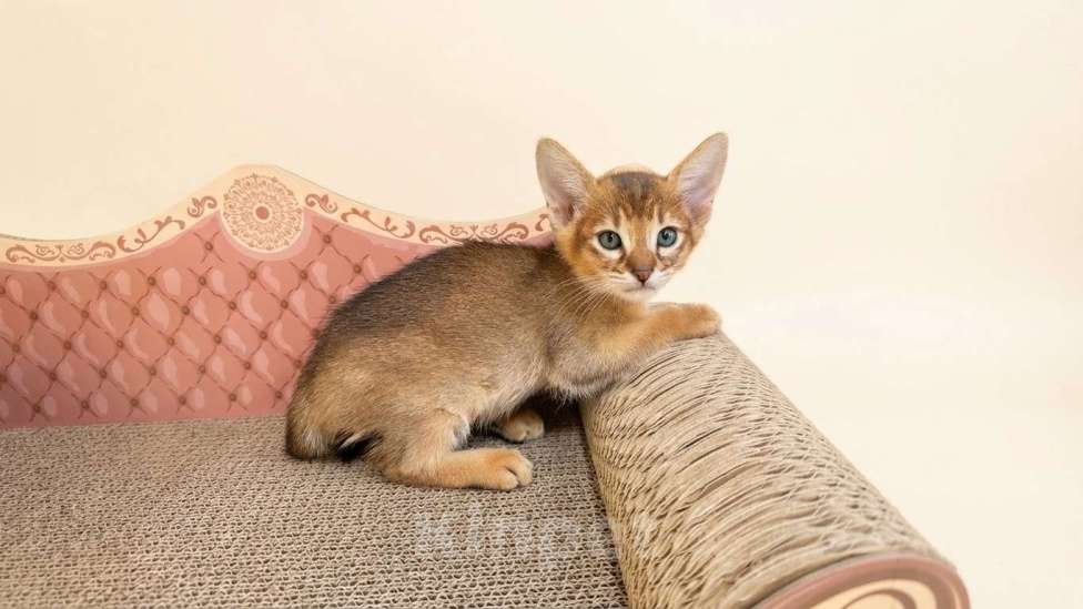 Кошки в Москве: абиссинская кошечка дикого окраса под резерв  Девочка, 85 000 руб. - фото 1