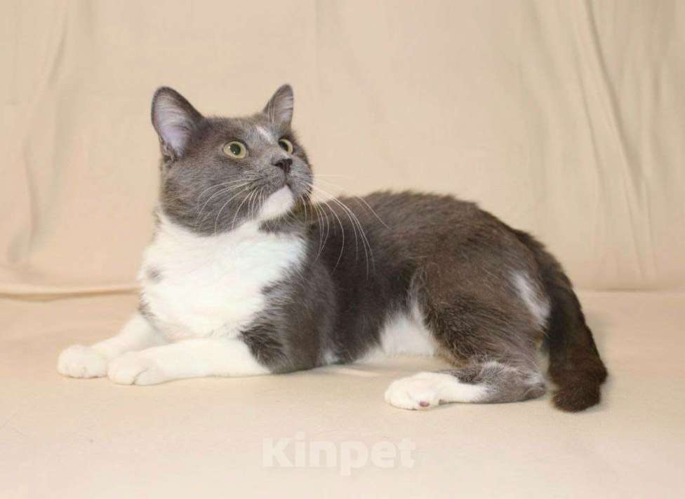 Кошки в Москве: Котик Дымок в добрые руки  Мальчик, Бесплатно - фото 3