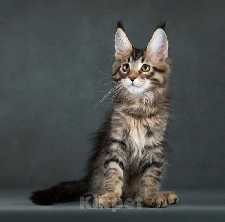Кошки в Москве: котята мейн кун Девочка, Бесплатно - фото 2