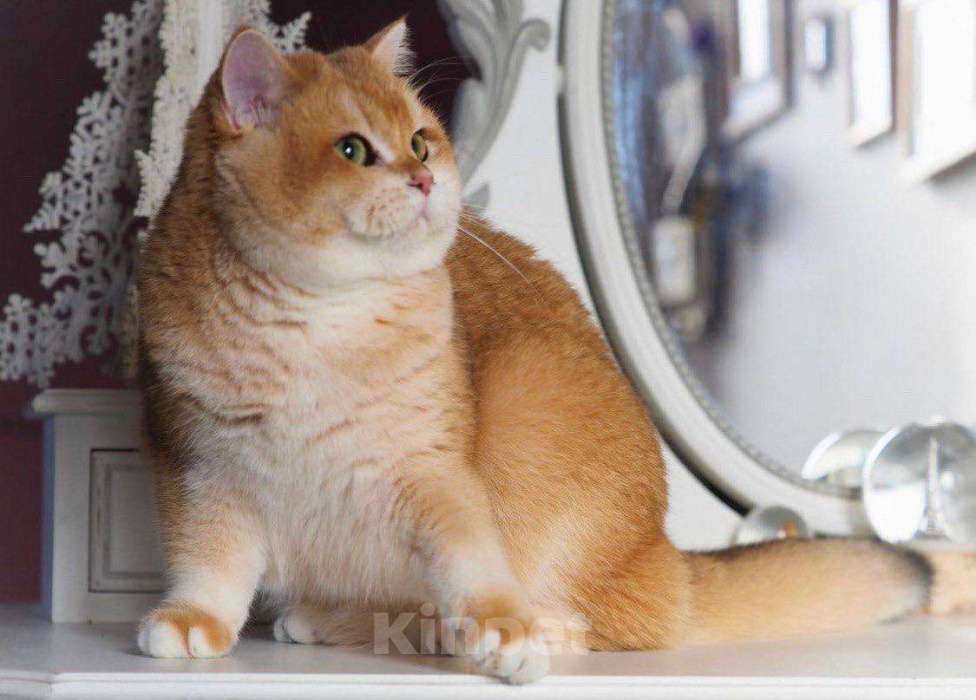 Кошки в Москве: Очаровательная британская кошечка Девочка, 25 000 руб. - фото 2