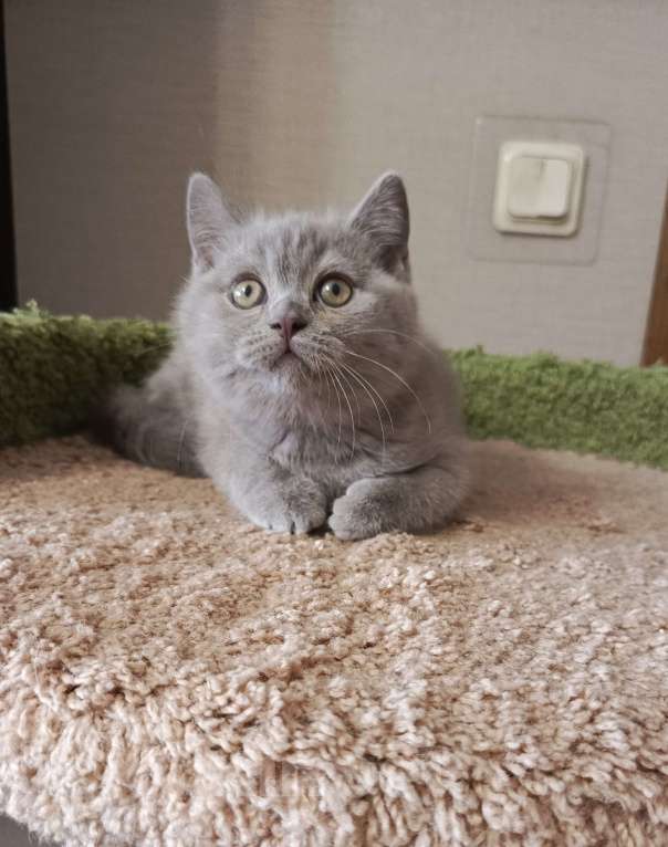 Кошки в Санкт-Петербурге: Британский лиловый котёнок Девочка, 20 000 руб. - фото 3