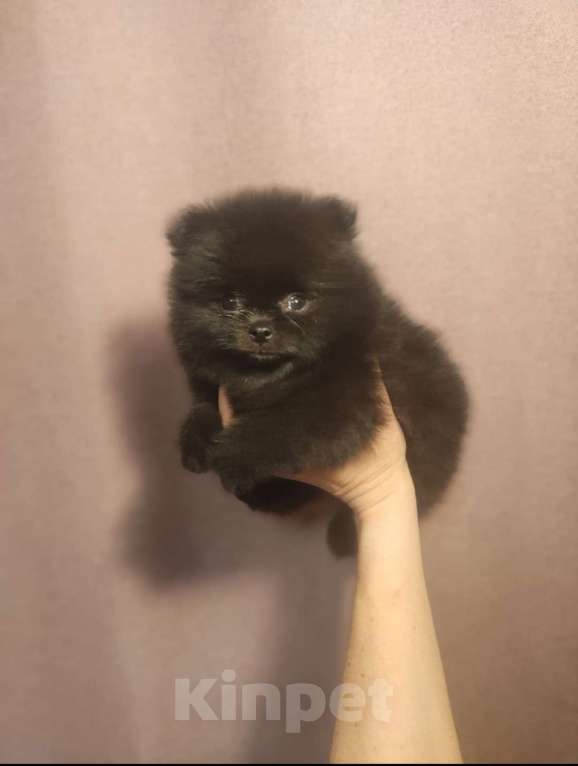 Собаки в Новосибирске: Щенки померанского шпица  Мальчик, Бесплатно - фото 1