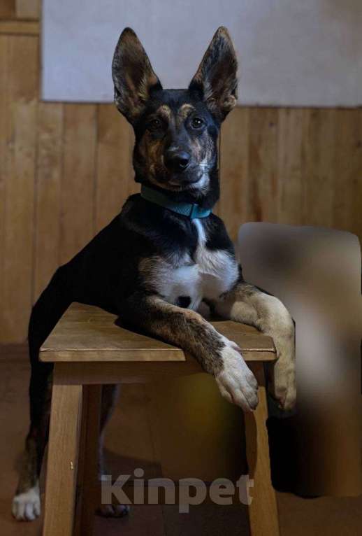 Собаки в Ижевске: Щенок в добрые руки бесплатно Девочка, Бесплатно - фото 2