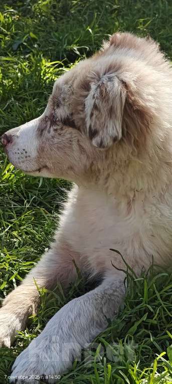 Собаки в Новосибирске: Премиальные щенки Бордер Колли от титулованных родителей  Девочка, Бесплатно - фото 2