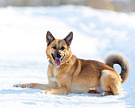 Собаки в Москве: Рыжуля в поисках семьи  Девочка, Бесплатно - фото 2